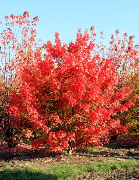 Rotahorn 'October Glory' • Acer rubrum 'October Glory'