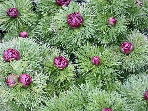 Netzblatt-Pfingstrose Plena • Paeonia tenuifolia Plena