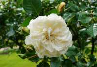 Rose Petticoat ® • Rosa Petticoat ®
