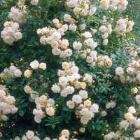 Ramblerrose 'Lykkefund' • Rosa 'Lykkefund'