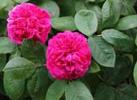 Garten Rose de Resht • Rosa Rose de Resht