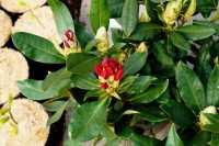 Rhododendron Nova Zembla • Rhododendron Hybride Nova Zembla