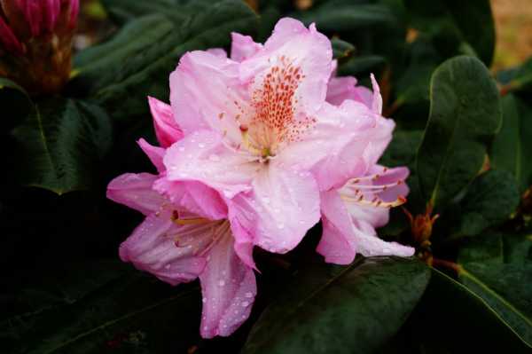Rhododendron 'Scintillation' • Rhododendron Hybride 'Scintillation'