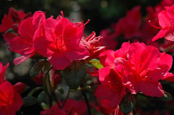 Japanische Azalee 'Scout' • Rhododendron obtusum 'Scout'