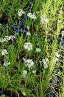 Schnittknoblauch • Allium tuberosum