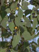 Europäischer Zürgelbaum • Celtis australis