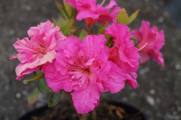 Japanische Azalee 'Petticoat' • Rhododendron obtusum 'Petticoat'