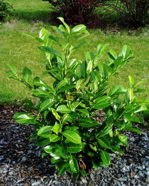Kirschlorbeer 'Rotundifolia' • Prunus laurocerasus 'Rotundifolia'