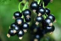 Schwarze Johannisbeere 'Hedda' • Ribes nigrum 'Hedda'