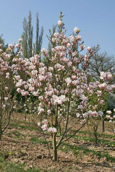 Tulpenmagnolie • Magnolia soulangiana