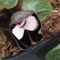 Chinesische Haselwurz 'Ling Ling' • Asarum Maximum 'Ling Ling'