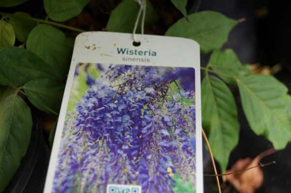Blauregen • Wisteria sinensis