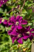 Waldrebe 'Red Pearl' • Clematis Hybriden 'Red Pearl'