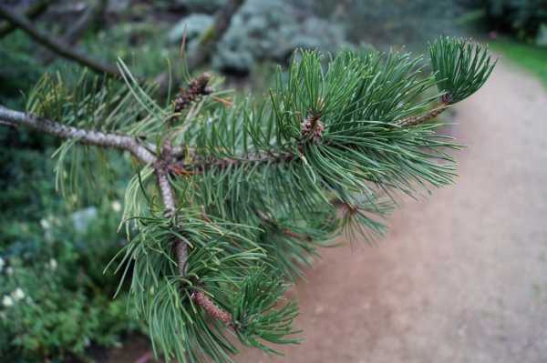 Haken-Kiefer • Pinus uncinata