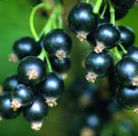 Schwarze Johannisbeere 'Black Gigant' • Ribes nigrum 'Black Gigant'