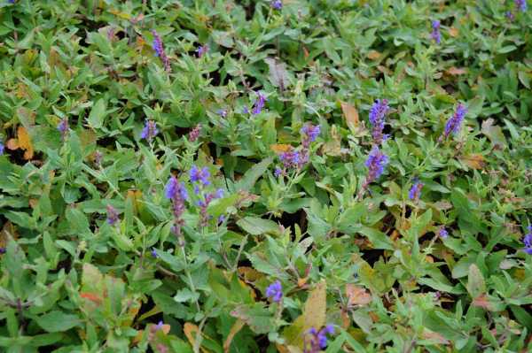 Blüten-Salbei 'Blauhügel' • Salvia nemorosa 'Blauhügel'