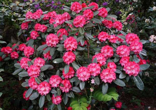 Rhododendron 'Rendezvous' • Rhododendron yakushimanum 'Rendezvous'