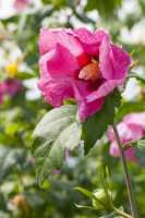 Garteneibisch 'Pink Giant'® • Hibiscus syriacus 'Pink Giant'®