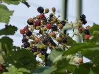 Wilde Brombeere • Rubus fruticosus