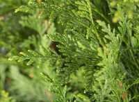 Grüner Riesen-Lebensbaum • Thuja plicata Atrovirens