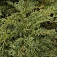Grauer Pfitzerwacholder 'Hetzii' • Juniperus media 'Hetzii'