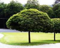 Kugelahorn 'Globosum' • Acer platanoides 'Globosum'