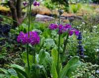 Etagen-Schlüsselblume • Primula beesiana