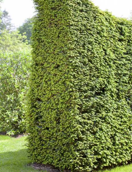 Eibe • Taxus baccata