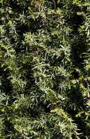 Heide-Wacholder Meyer • Juniperus communis Meyer