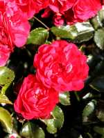 Rose Gärtnerfreude ® • Rosa Gärtnerfreude ®