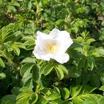 Weiße Kartoffel- / Apfelrose • Rosa rugosa 'alba'