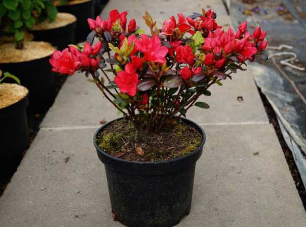 Rhododendron 'Maruschka' • Rhododendron obtusum 'Maruschka'