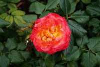 Beetrose 'Gartenspaß' • Rosa 'Gartenspaß'