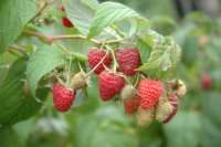 Himbeere 'Polka'® • Rubus idaeus 'Polka'®