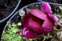Tulpenmagnolie 'Genie' • Magnolia soulangiana 'Genie'