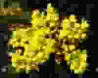 Mahonie • Mahonia aquifolium