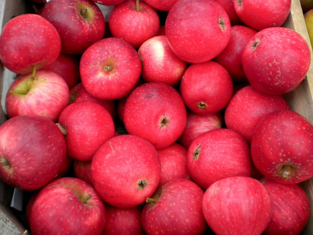 Apfel \'Rote Sternrenette\' kaufen Floranza Pflanzenversand « » floranza.de Ihr | | online