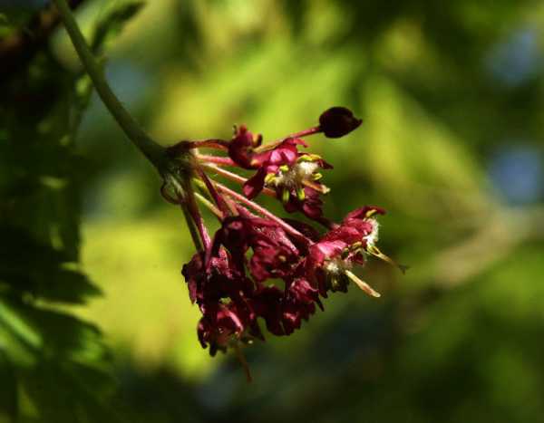 Japanischer Feuerahorn 'Aconitifolium' • Acer japonicum 'Aconitifolium'