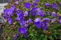 Niedrige Garten Glockenblume • Campanula carpatica Blaue Clips