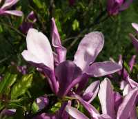 Purpur-Magnolie • Magnolia liliiflora Susan