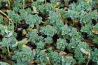 Walzen-Wolfsmilch • Euphorbia myrsinites