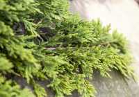 Gelber Teppich-Wacholder 'Golden Carpet' • Juniperus horizontalis 'Golden Carpet'