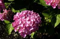 Bauernhortensie Bouquet Rose • Hydrangea macrophylla Bouquet Rose