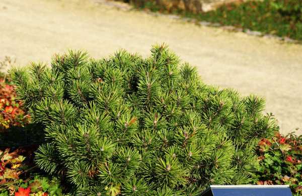 Zwerg-Kiefer • Pinus mugo pumilio