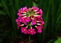 Garten-Etagen-Schlüsselblume Millers Crimson • Primula japonica