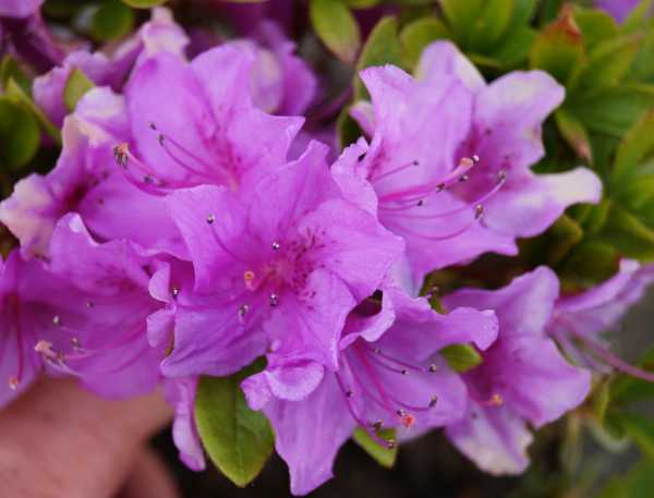 Japanische Azalee 'Otava' • Rhododendron obtusum 'Otava'