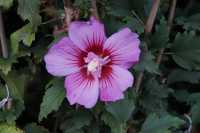 Garteneibisch 'Russian Violet'® • Hibiscus syriacus 'Russian Violet'®