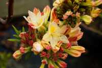 Sommergrüne Azalee Daviesii • Rhododendron obtusum Daviesii