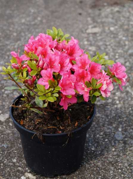 Japanische Azalee 'Gertrud' • Rhododendron obtusum 'Gertrud'
