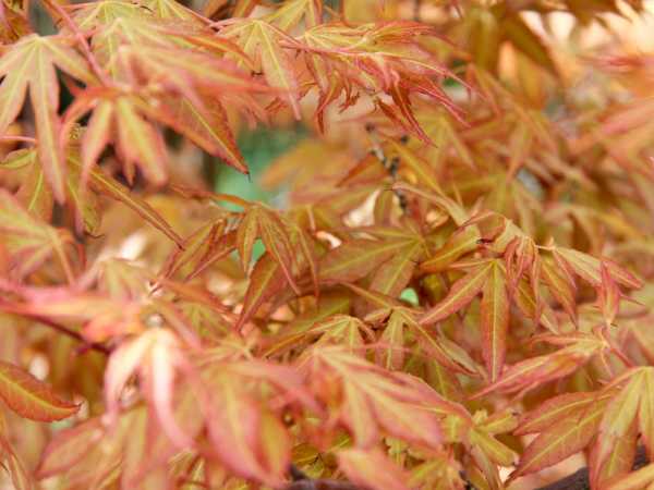 Fächerahorn 'Katsura' • Acer palmatum 'Katsura'
